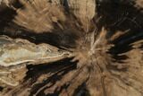 Petrified Wood (Schinoxylon) Slab - Blue Forest, Wyoming #141447-1